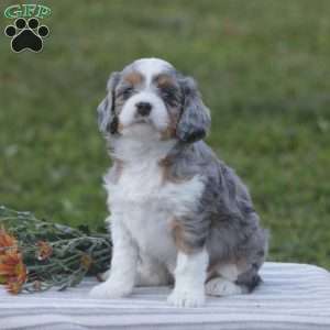 Honey, Cavapoo Puppy